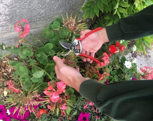 Dead heading summer bedding